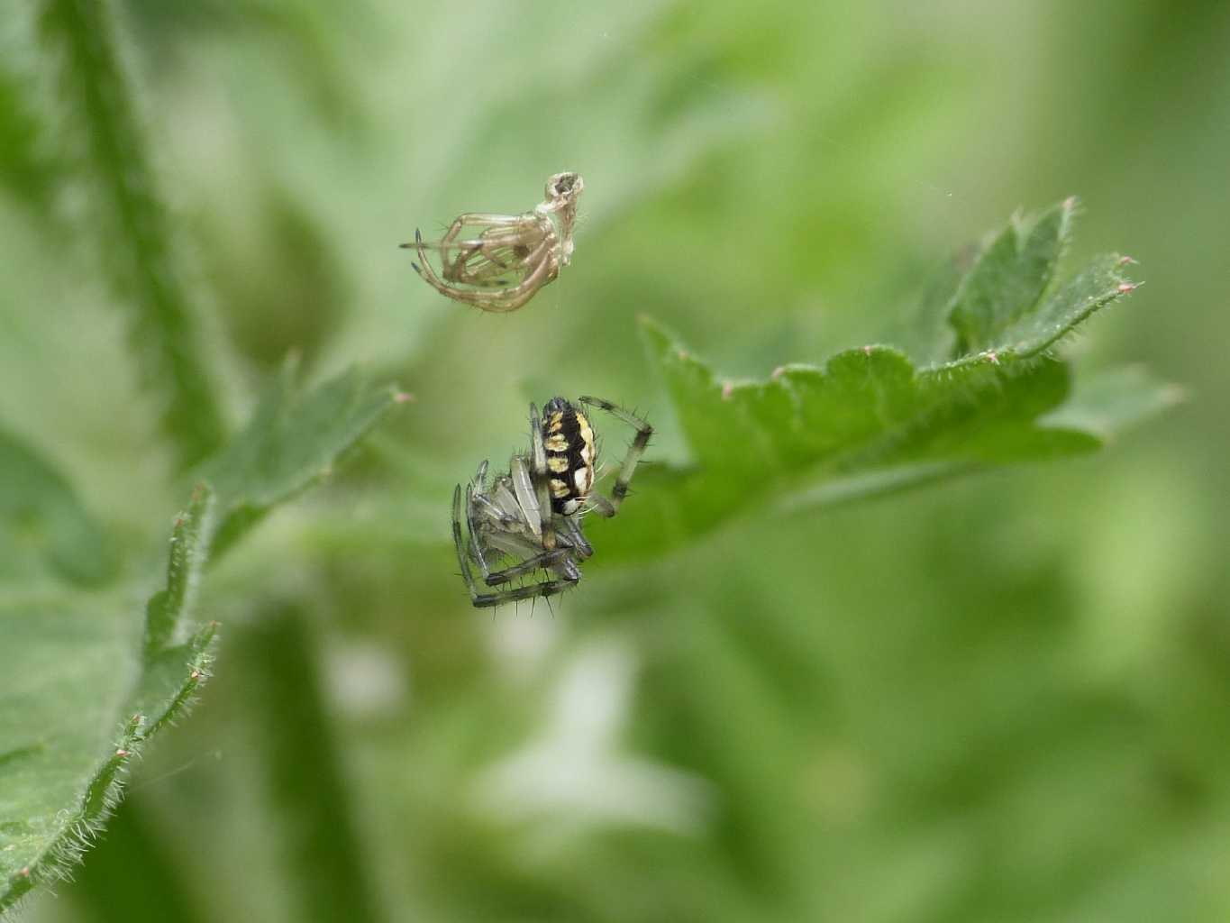 Neoscona adianta fresca di muta - Tolfa (RM)